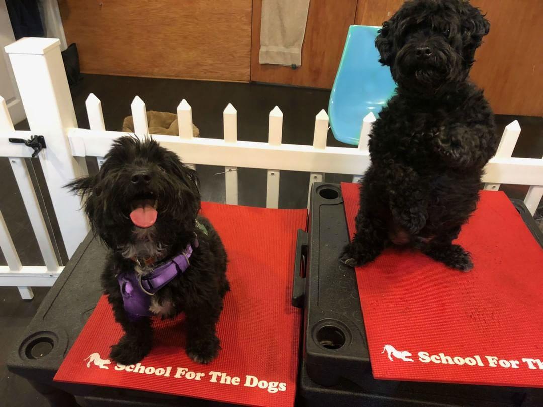 Pet Friendly School For The Dogs