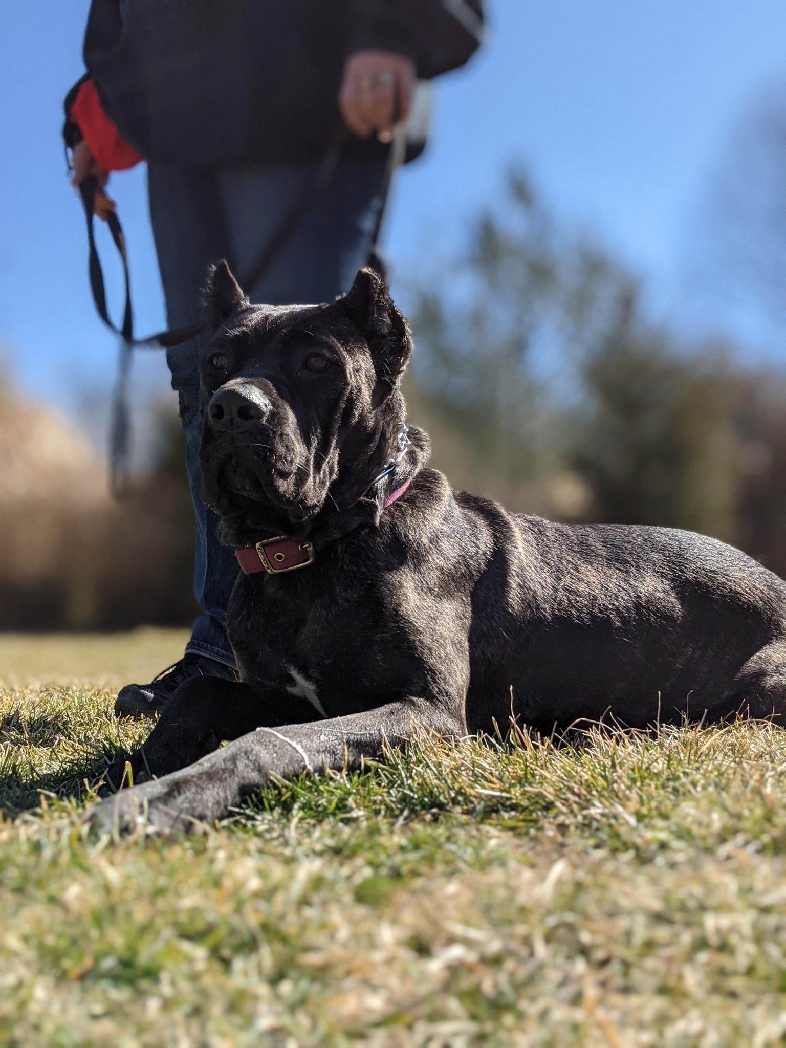 Pet Friendly Westbrook Canine Training
