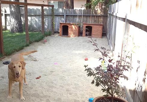 Kirkwood dog daycare online
