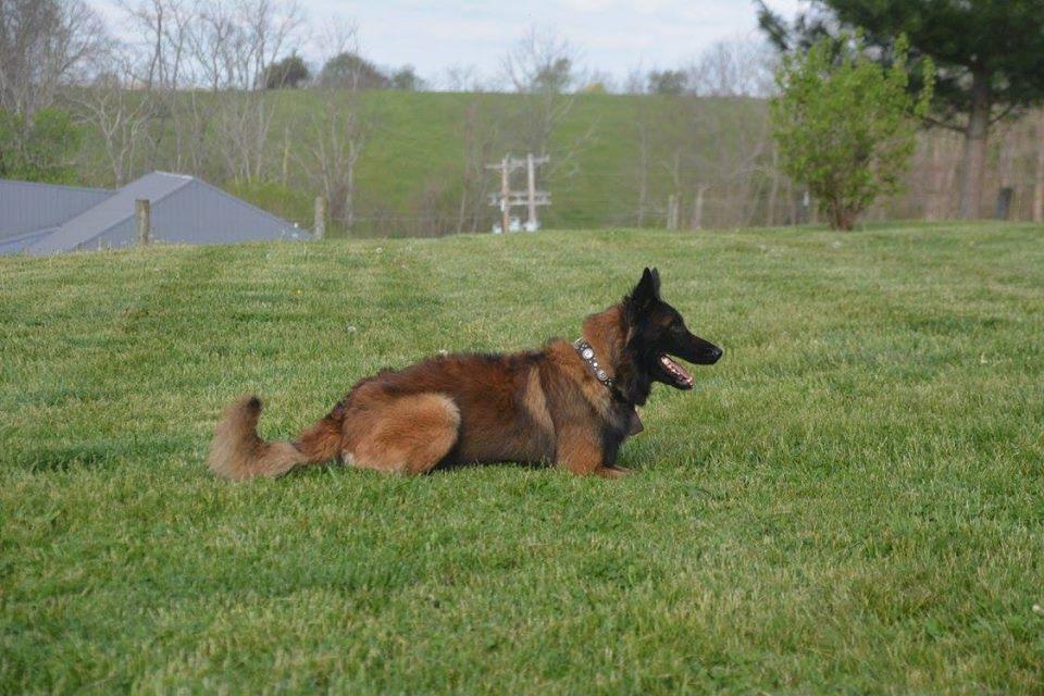 petsmart springhurst