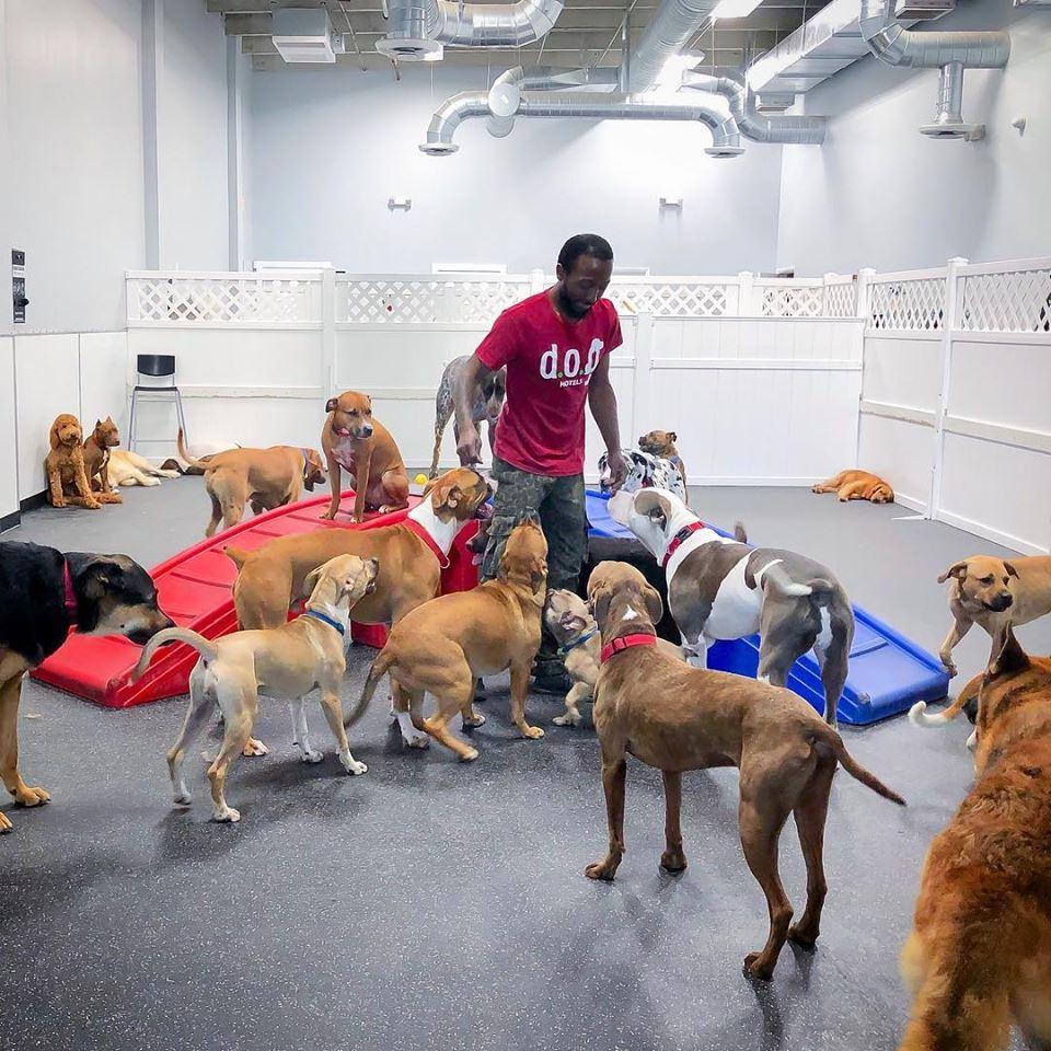 Directory Of Doggie Daycare Boarding In Aventura Fl Bringfido