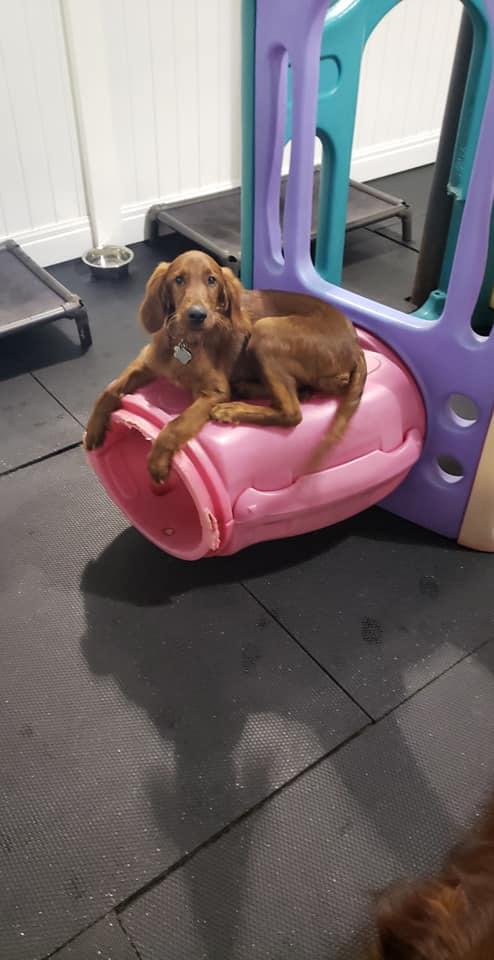 Fido doggie daycare top