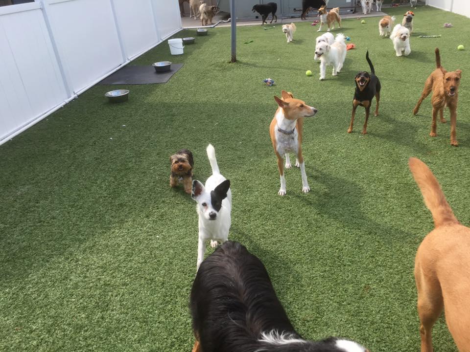 Sydney's Pet Resort