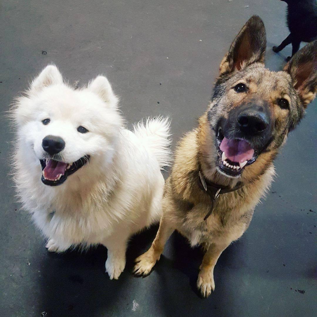 Skids run doggy sales daycare