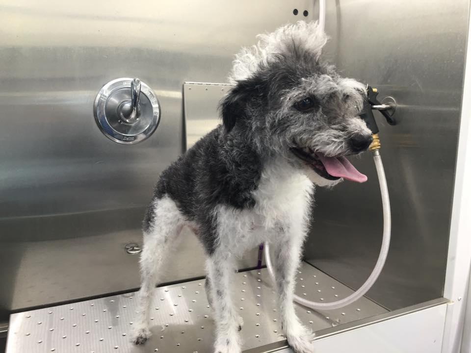 Dapper dog mobile pet hot sale grooming