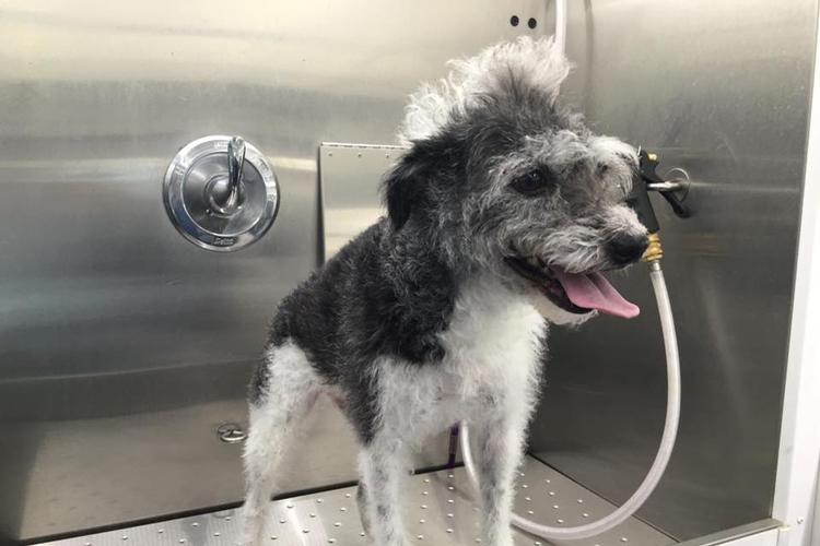 Directory of Dog Grooming in Boone, NC - BringFido Directory of Dog Grooming in Boone, NC - BringFido