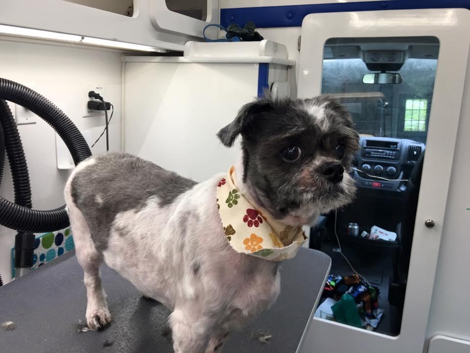 Dapper Dog Mobile Grooming Fayetteville