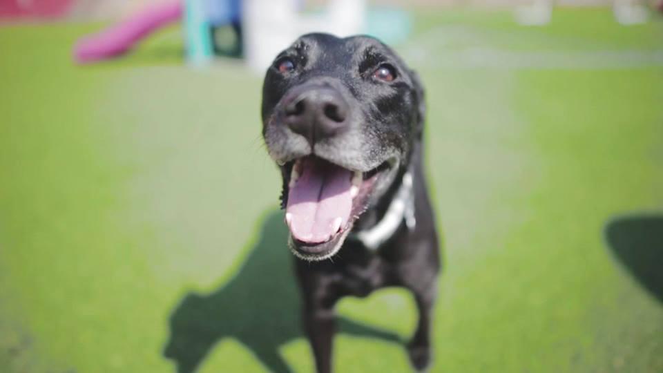 The Dog Stop - Wexford, PA (Pittsburgh North)