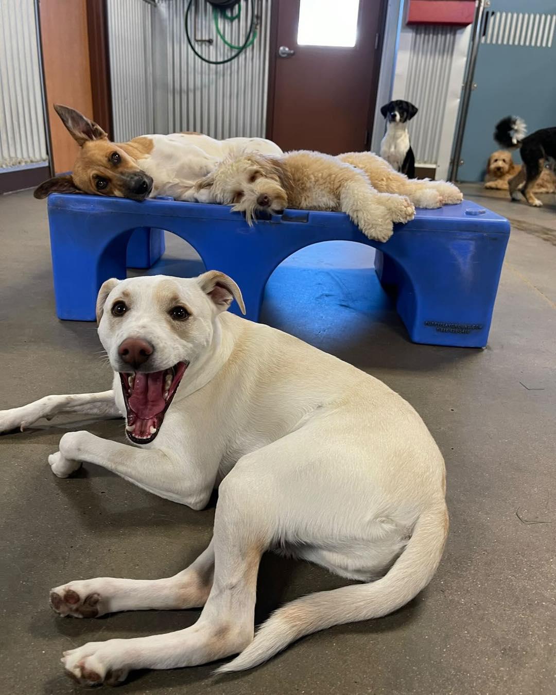 Dog top sitting centennial