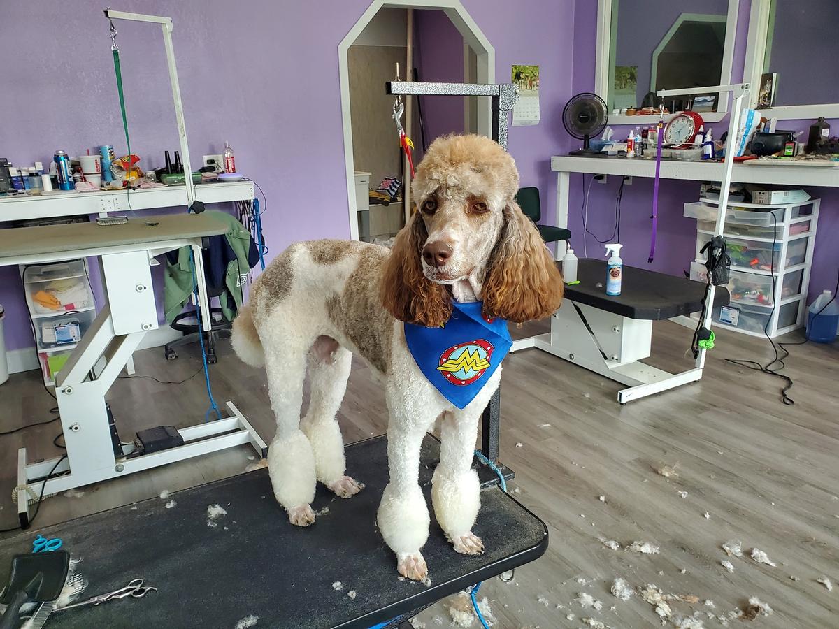 Best Little Groom Shop