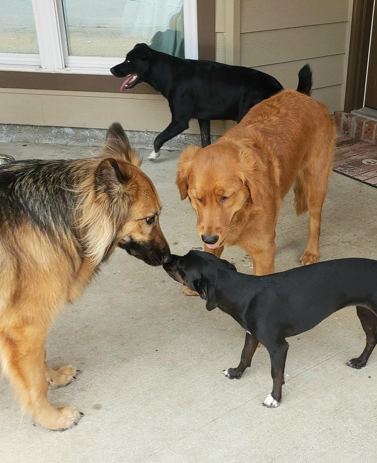 Waggin sales tails daycare