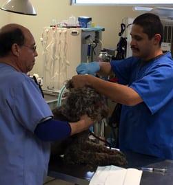 Hermosa clearance veterinary clinic