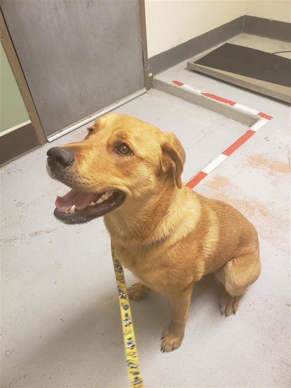BC SPCA North Cariboo