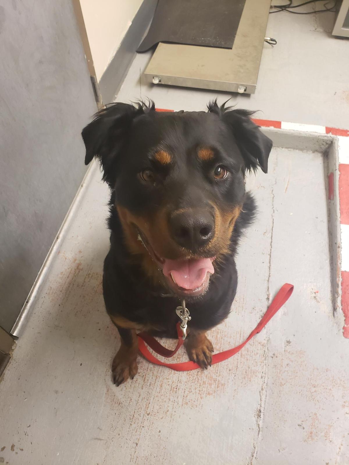 BC SPCA North Cariboo