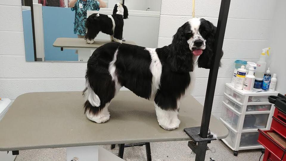 Sloppy Dog Wash