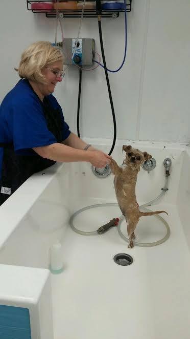 Sloppy Dog Wash