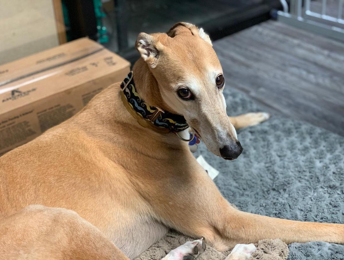 Roos holistic pet supplies new arrivals