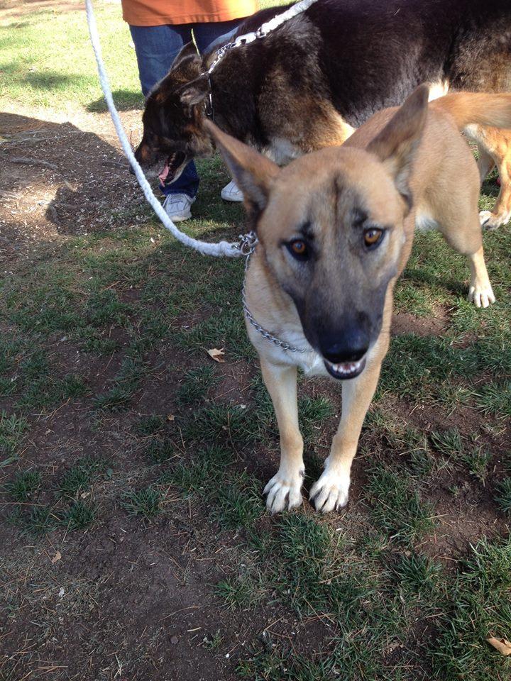 Pet Friendly German Shepherd Rescue of Orange County