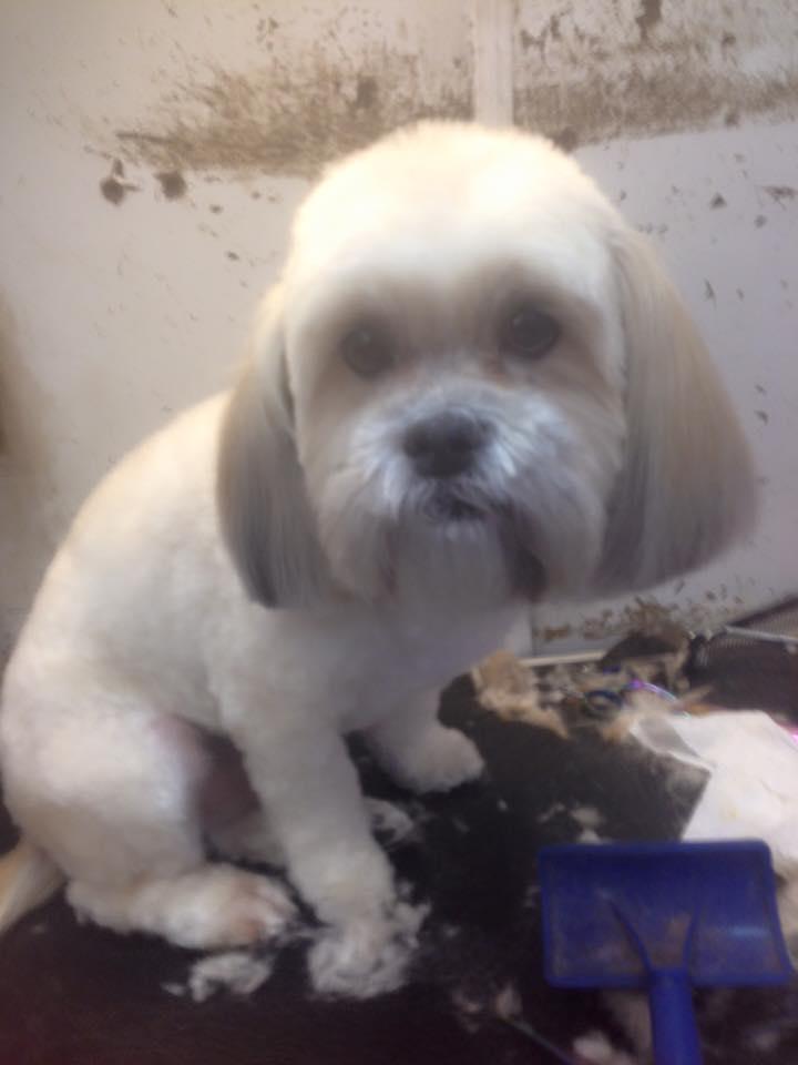 debbie's dog grooming