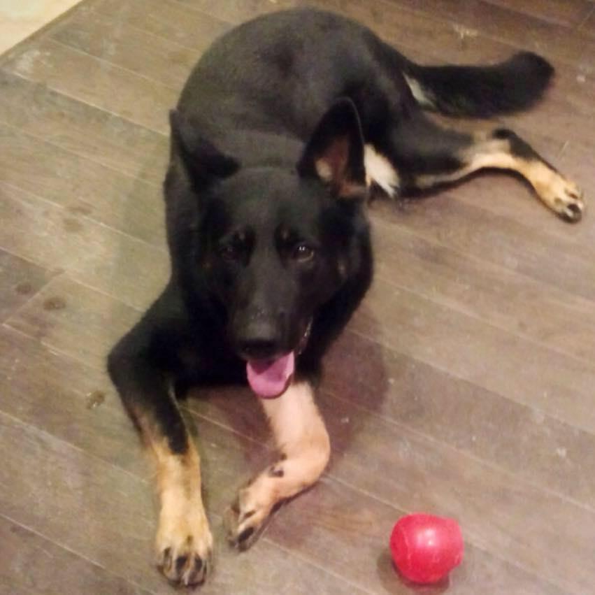 front range german shepherd rescue