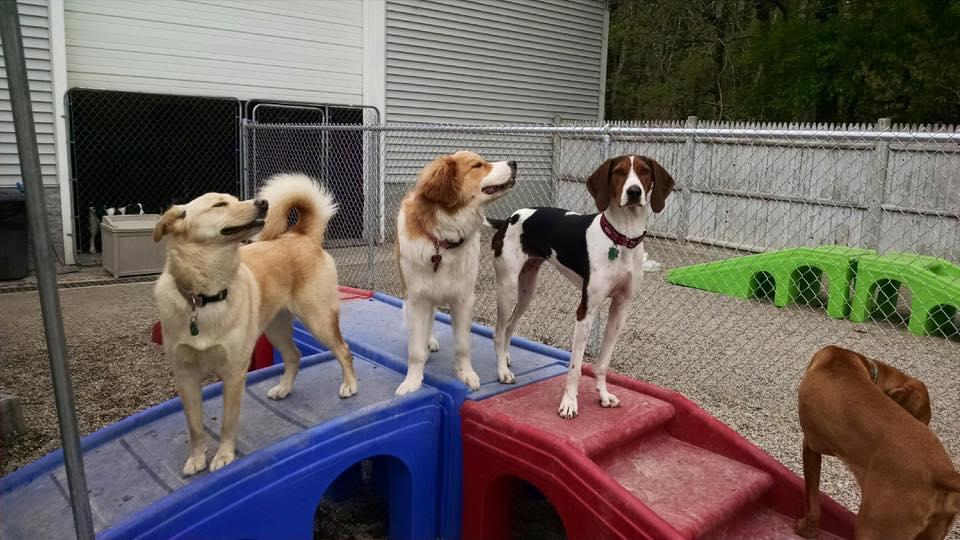 Pet Friendly Howl A Day Inn Doggy Daycare of Cape Cod