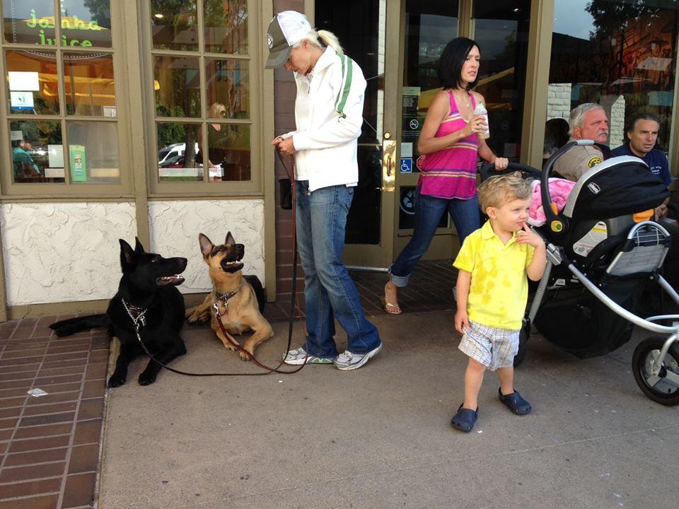 dog trainers pet transport