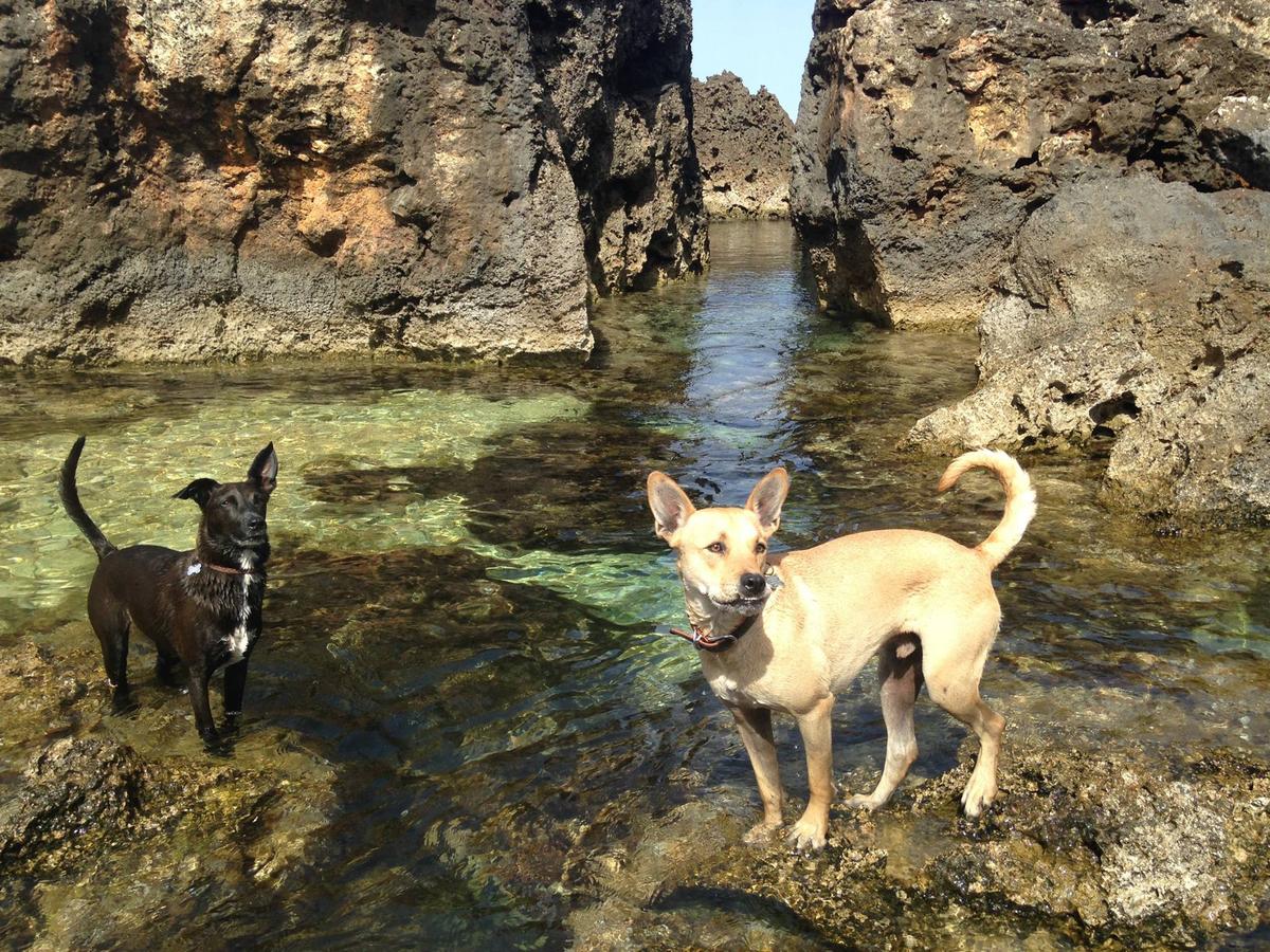 Pet Sitting Malta