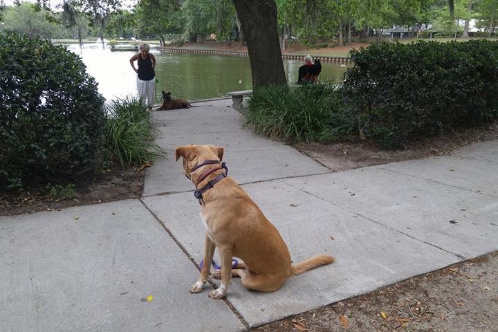 Pet Friendly Charleston Dog Wizard