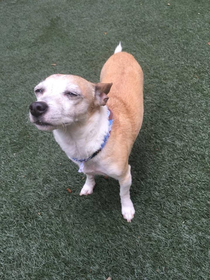 Directory Of Doggie Daycare Boarding In Austin Tx Bringfido