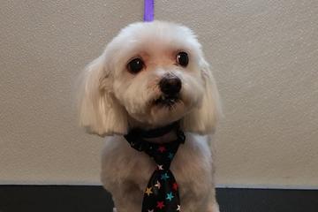 Animal House Grooming & Pet Supplies Animal House Grooming & Pet Supplies