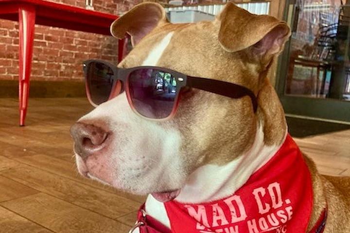 Pet Friendly Mad Co. Brew House