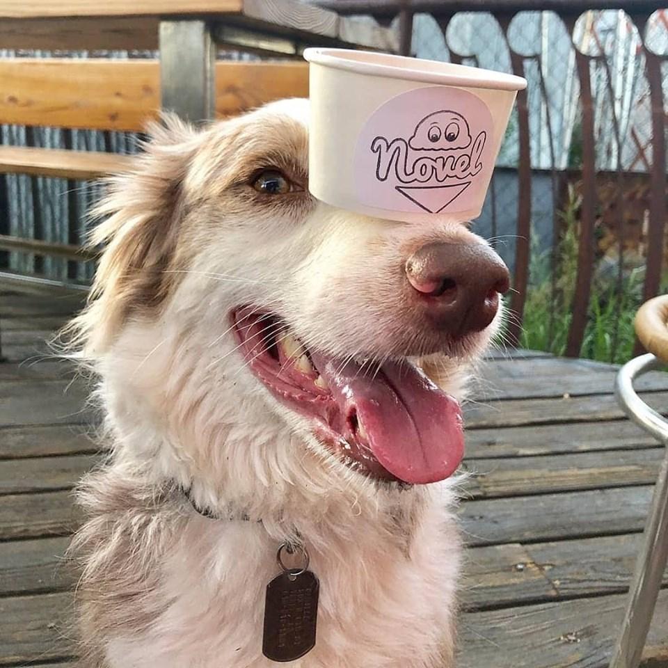 Dog Friendly Ice Cream Shops in Phoenix AZ BringFido