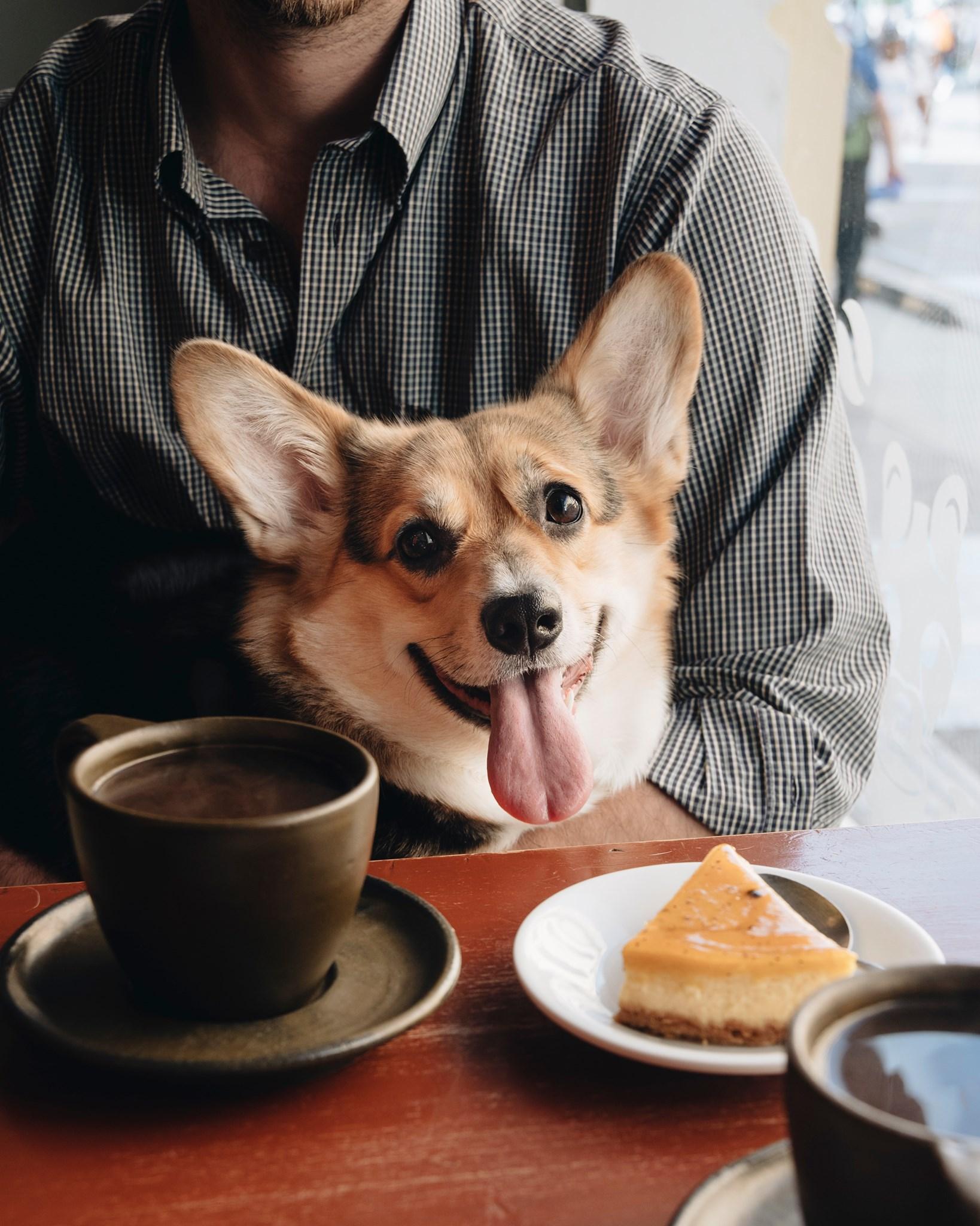 Pet Friendly Café Fulanos