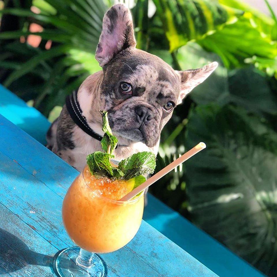 Dog Friendly Restaurants In Folly Beach Sc Bringfido