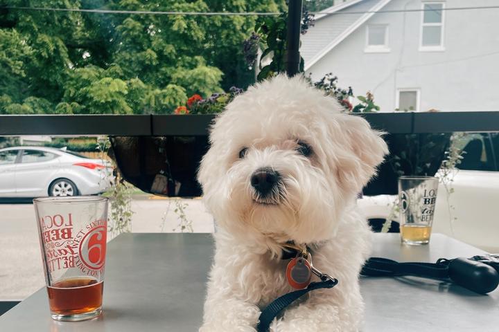 Pet Friendly West Sixth Brewing