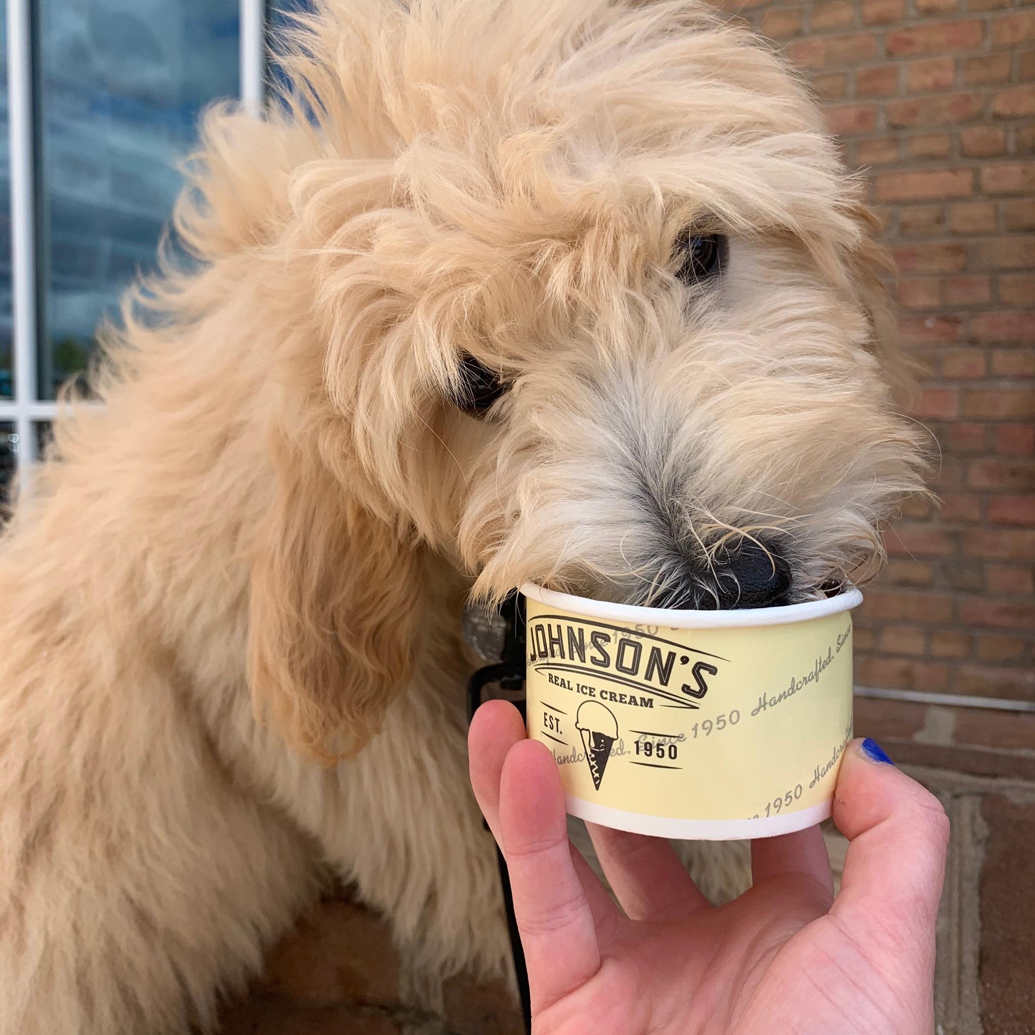 Pet Friendly Johnson's Real Ice Cream