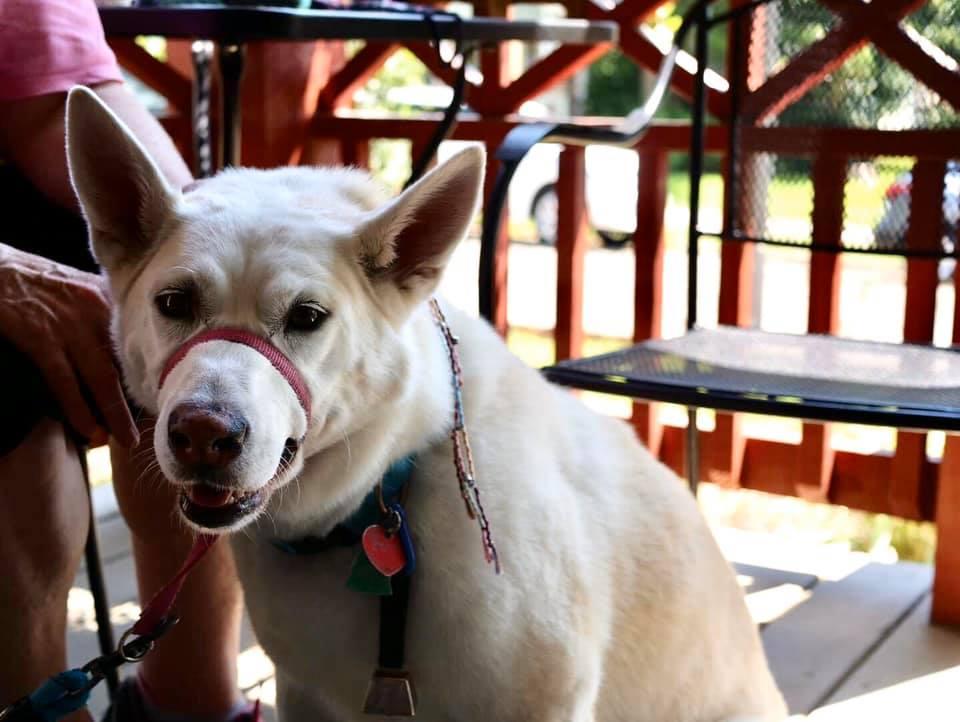 bird-dog-cafe-is-pet-friendly