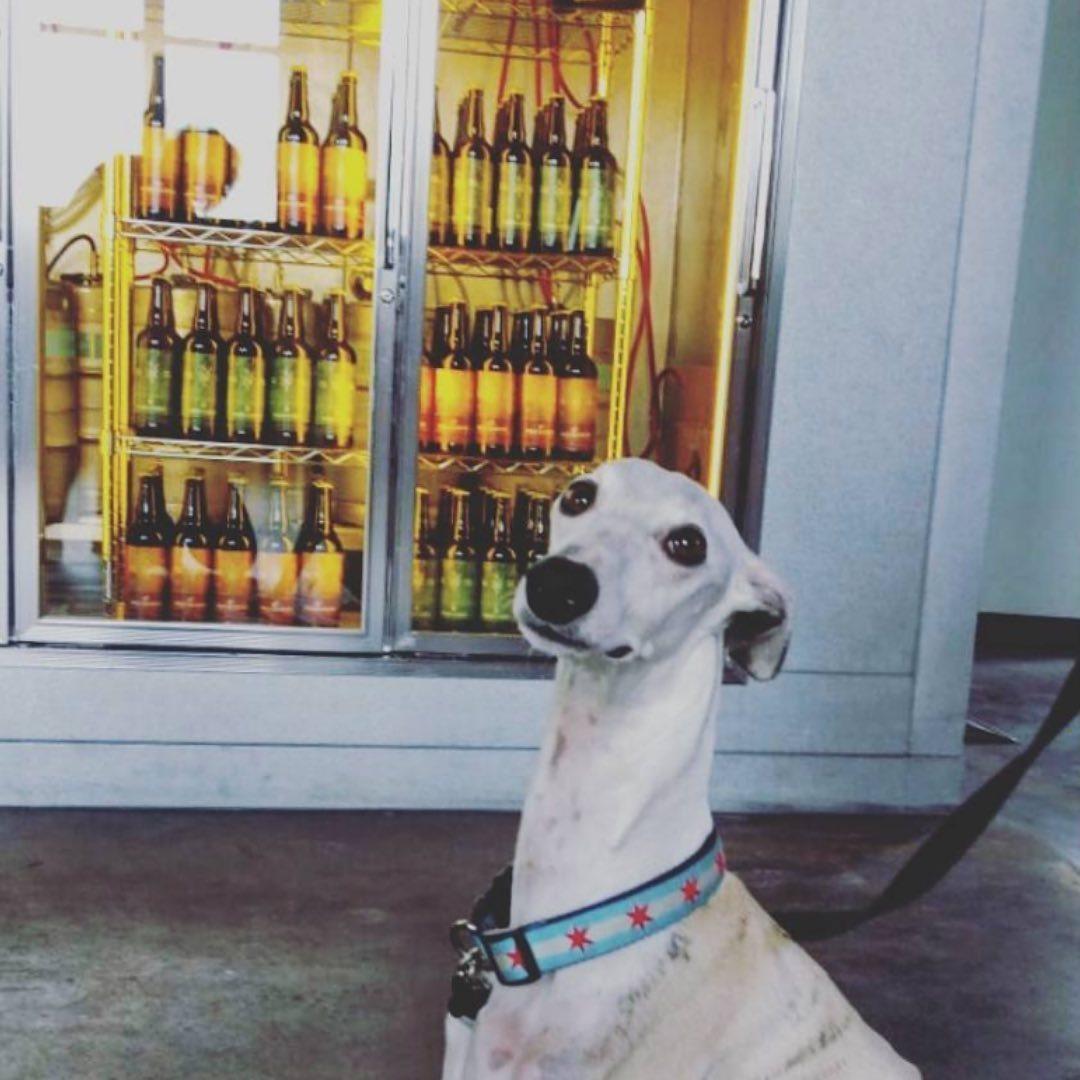 Pet Friendly Lo Rez Brewing and Taproom
