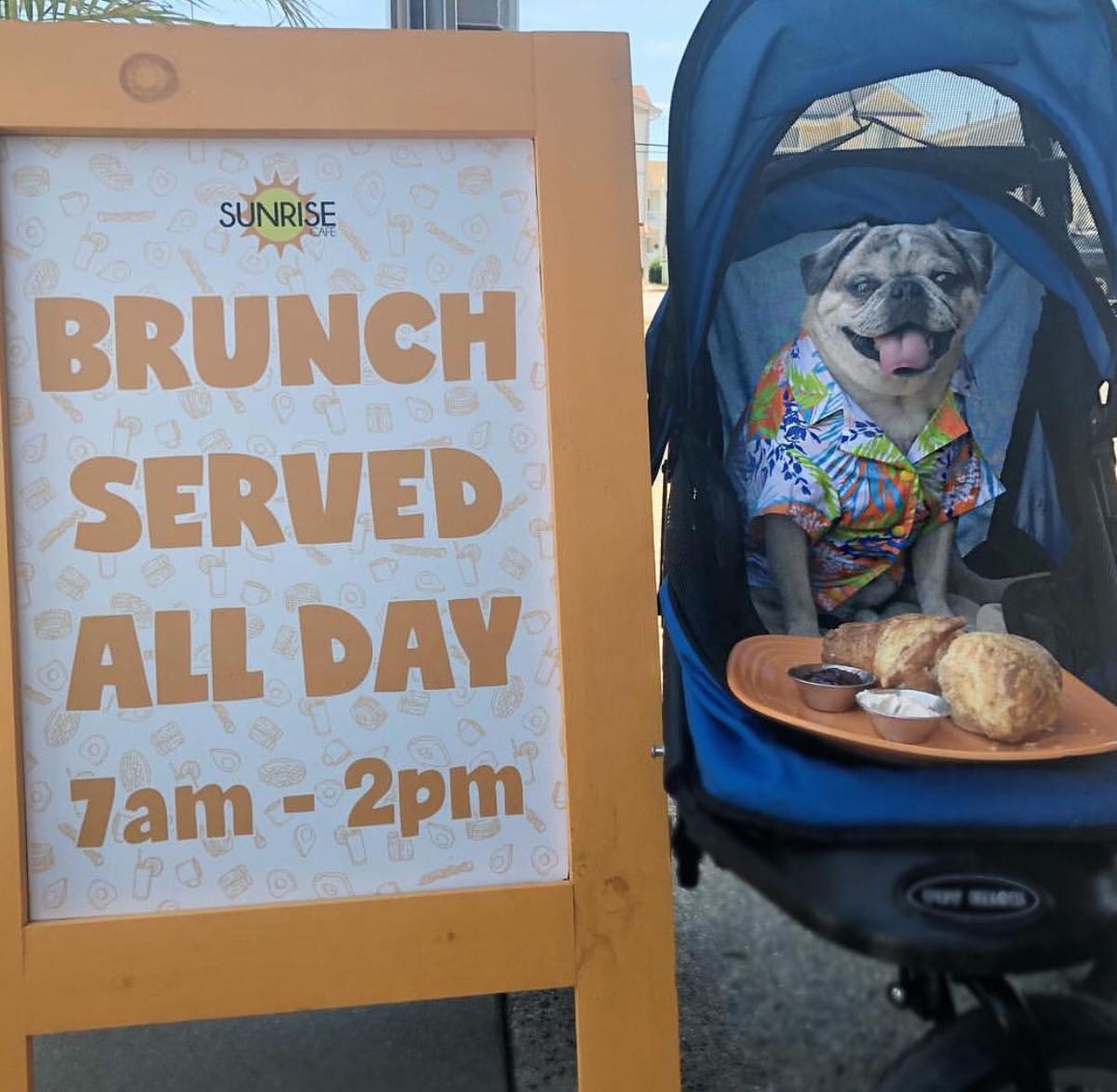 Sunrise Cafe of Ocean City Is Pet Friendly