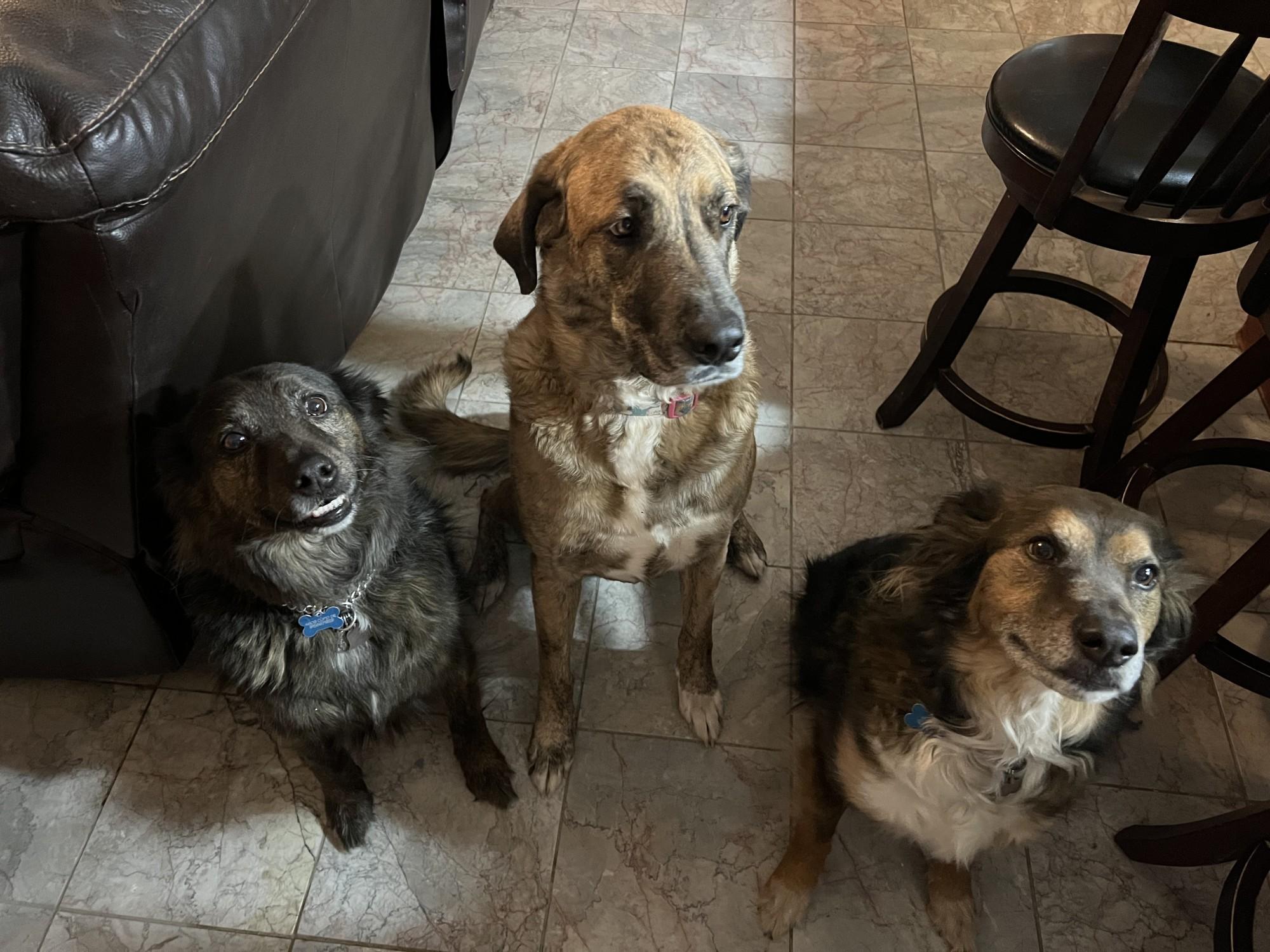 Mac's Downtown Pet Policy