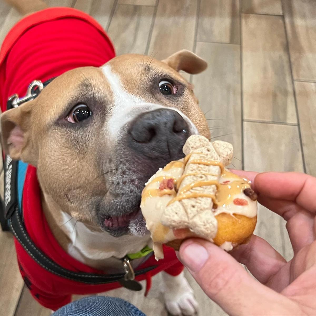 Peanut butter hotsell bacon dog donuts