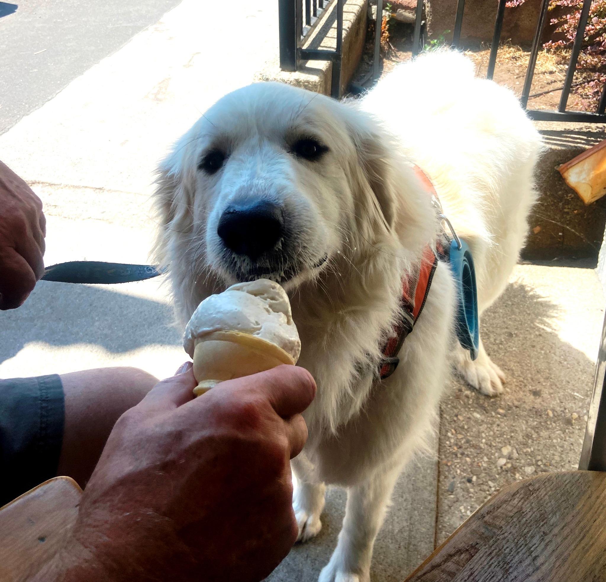 Pet Friendly JoMa's Artisan Ice Cream