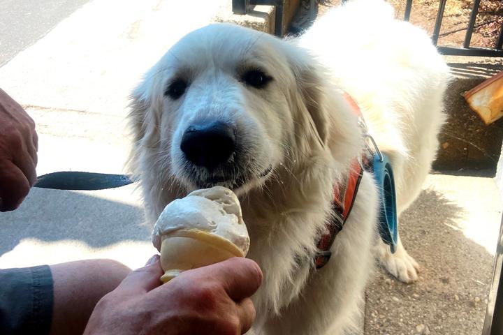 Pet Friendly JoMa's Artisan Ice Cream