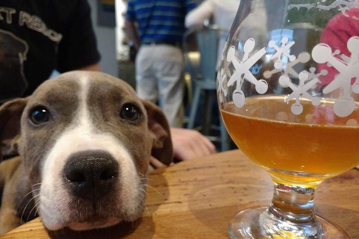 Pet Friendly Sibling Revelry Brewing