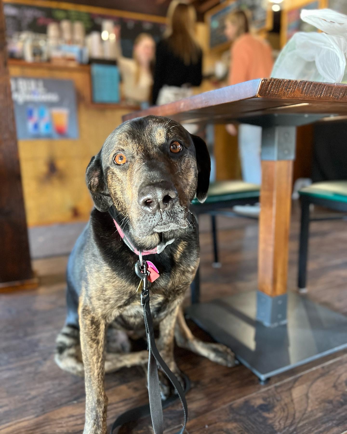 Pet Friendly The Beanery