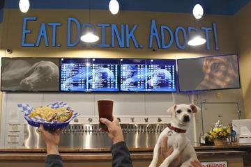 Dog Friendly Restaurants In Tigard Or Bringfido