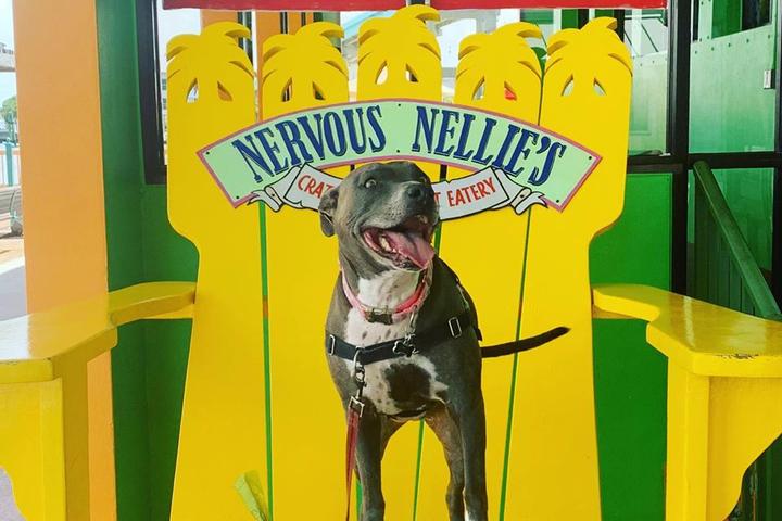Pet Friendly Nervous Nellie's