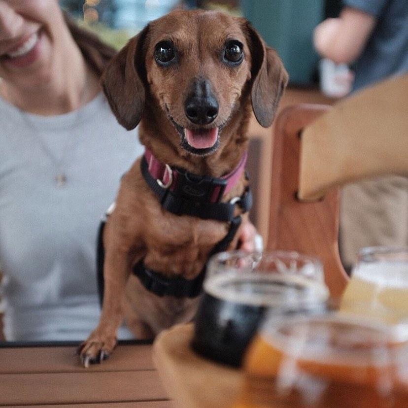 Pet Friendly New Realm Brewing