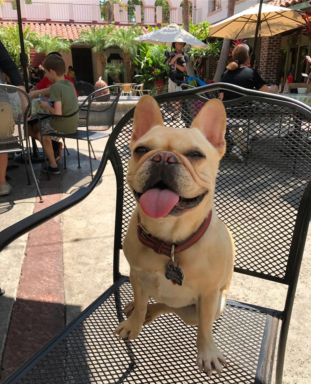 Pet Friendly The Brownstone Cafe