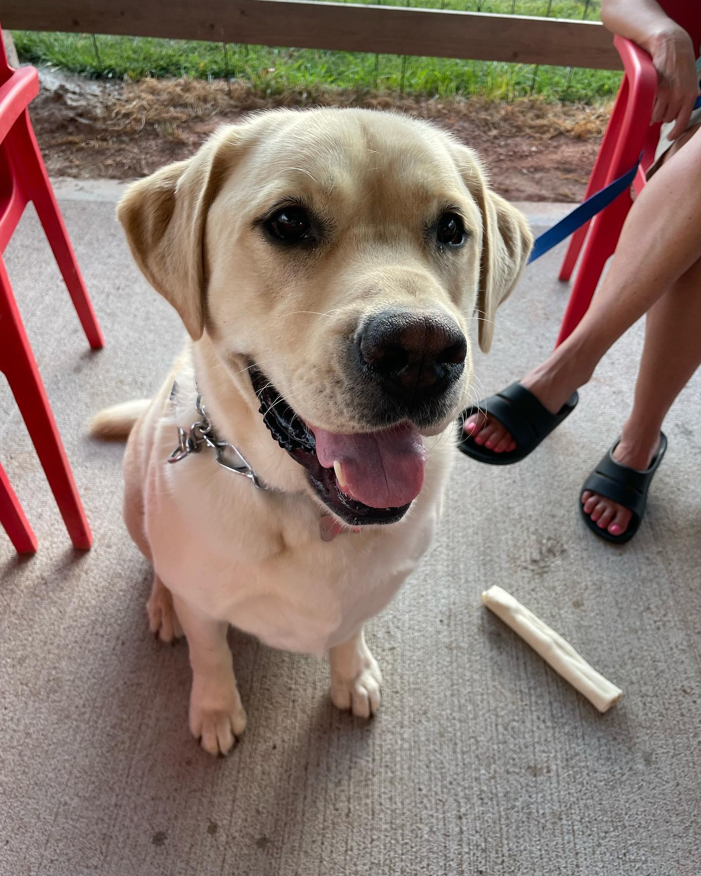 are dogs allowed in restaurants in kansas